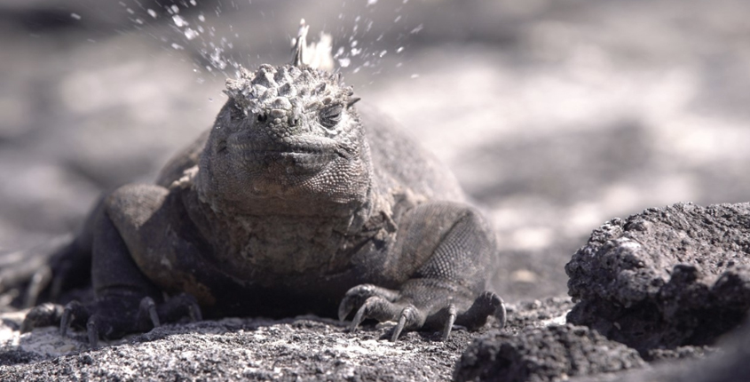 Free Restaurant Bootstrap Website Template by FreeHTML5.co